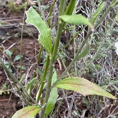 Dampiera lanceolata at Cowra, NSW - 17 Jul 2024