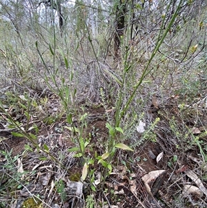 Dampiera lanceolata at Cowra, NSW - 17 Jul 2024