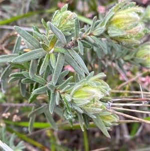 Hibbertia crinita at Bumbaldry, NSW - 17 Jul 2024