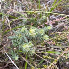 Hibbertia crinita at Bumbaldry, NSW - 17 Jul 2024