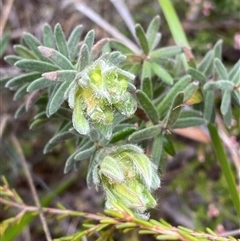 Hibbertia crinita at Bumbaldry, NSW - 17 Jul 2024 01:23 PM