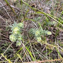 Hibbertia crinita at Bumbaldry, NSW - 17 Jul 2024