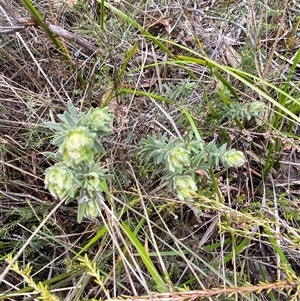 Hibbertia crinita at Bumbaldry, NSW - 17 Jul 2024