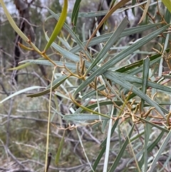 Acacia doratoxylon (Currawang) at Bumbaldry, NSW - 17 Jul 2024 by Tapirlord