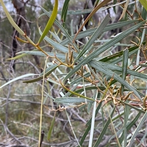 Acacia doratoxylon at Bumbaldry, NSW - 17 Jul 2024