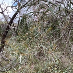 Acacia doratoxylon at Bumbaldry, NSW - 17 Jul 2024