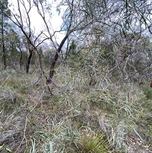 Acacia doratoxylon at Bumbaldry, NSW - 17 Jul 2024