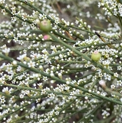 Choretrum candollei (White Sour Bush) at Bumbaldry, NSW - 17 Jul 2024 by Tapirlord