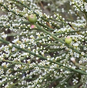 Choretrum candollei (White Sour Bush) at Bumbaldry, NSW by Tapirlord