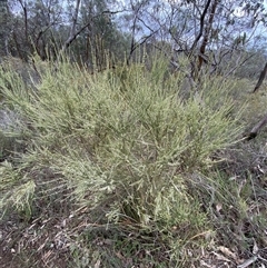 Choretrum candollei at Bumbaldry, NSW - 17 Jul 2024 01:21 PM