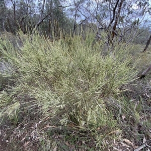 Choretrum candollei at Bumbaldry, NSW - 17 Jul 2024