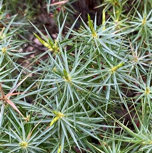 Melichrus erubescens (Ruby Urn Heath) at Bumbaldry, NSW by Tapirlord