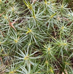 Melichrus erubescens at Bumbaldry, NSW - 17 Jul 2024