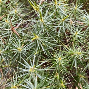 Melichrus erubescens at Bumbaldry, NSW - 17 Jul 2024