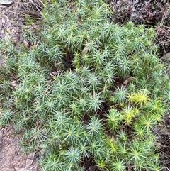 Melichrus erubescens at Bumbaldry, NSW - 17 Jul 2024 01:20 PM