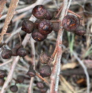 Eucalyptus macrorhyncha subsp. macrorhyncha (Red Stringybark) at Bumbaldry, NSW by Tapirlord