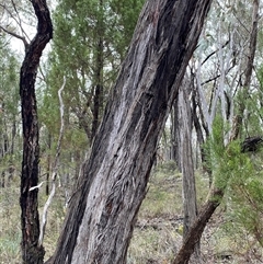 Eucalyptus macrorhyncha subsp. macrorhyncha at Bumbaldry, NSW - 17 Jul 2024 01:19 PM