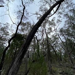 Eucalyptus macrorhyncha subsp. macrorhyncha at Bumbaldry, NSW - 17 Jul 2024