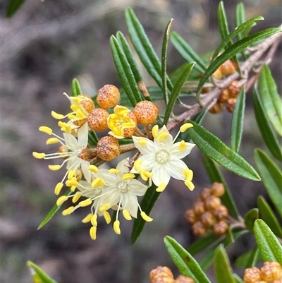 Phebalium squamulosum subsp. squamulosum (Forest Phebalium) at Bumbaldry, NSW - 17 Jul 2024 by Tapirlord