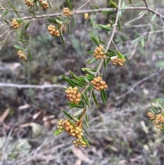 Phebalium squamulosum subsp. squamulosum at Bumbaldry, NSW - 17 Jul 2024