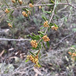 Phebalium squamulosum subsp. squamulosum at Bumbaldry, NSW - suppressed