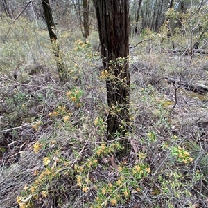 Phebalium squamulosum subsp. squamulosum at Bumbaldry, NSW - suppressed