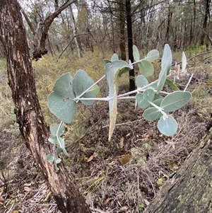 Eucalyptus goniocalyx subsp. goniocalyx at Bumbaldry, NSW - 17 Jul 2024 01:17 PM