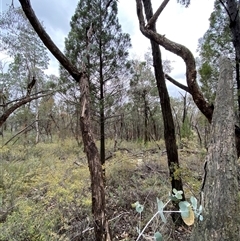 Eucalyptus goniocalyx subsp. goniocalyx at Bumbaldry, NSW - 17 Jul 2024