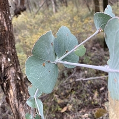 Eucalyptus goniocalyx subsp. goniocalyx at Bumbaldry, NSW - 17 Jul 2024