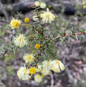 Acacia ulicifolia at Bumbaldry, NSW - 17 Jul 2024