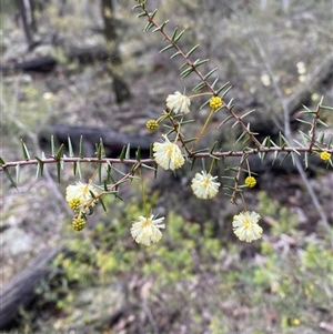 Acacia ulicifolia at Bumbaldry, NSW - 17 Jul 2024