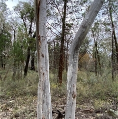 Eucalyptus rossii at Bumbaldry, NSW - 17 Jul 2024 01:16 PM