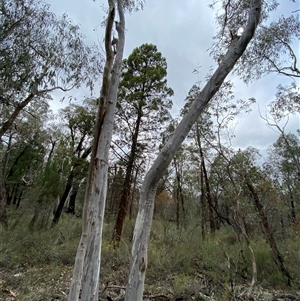 Eucalyptus rossii at Bumbaldry, NSW - 17 Jul 2024