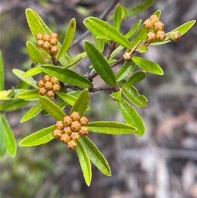 Phebalium squamulosum subsp. squamulosum (Forest Phebalium) at Bumbaldry, NSW - 17 Jul 2024 by Tapirlord