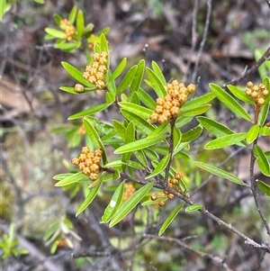 Phebalium squamulosum subsp. squamulosum at Bumbaldry, NSW - 17 Jul 2024