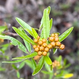 Phebalium squamulosum subsp. squamulosum at Bumbaldry, NSW - suppressed