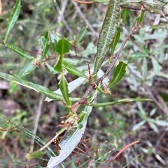 Dodonaea viscosa subsp. angustifolia (Giant Hop-bush) at Bumbaldry, NSW - 17 Jul 2024 by Tapirlord