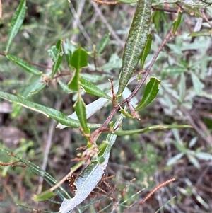 Dodonaea viscosa subsp. angustifolia at Bumbaldry, NSW - 17 Jul 2024