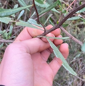 Dodonaea viscosa subsp. angustifolia at Bumbaldry, NSW - 17 Jul 2024 01:14 PM