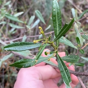 Dodonaea viscosa subsp. angustifolia at Bumbaldry, NSW - 17 Jul 2024