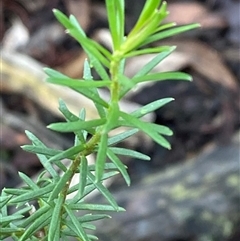 Platysace ericoides at Bumbaldry, NSW - 17 Jul 2024 by Tapirlord