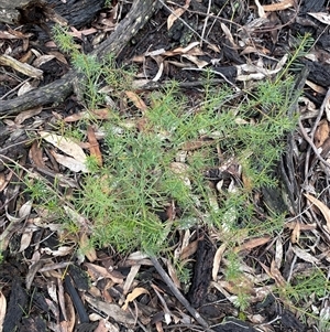 Platysace ericoides at Bumbaldry, NSW - 17 Jul 2024