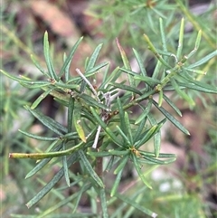 Platysace ericoides at Bumbaldry, NSW - 17 Jul 2024 01:13 PM