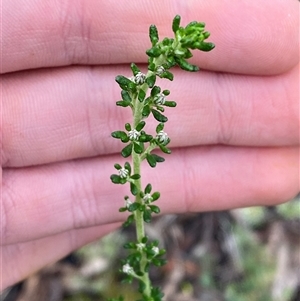 Olearia microphylla at Bumbaldry, NSW - 17 Jul 2024