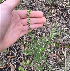 Olearia microphylla at Bumbaldry, NSW - 17 Jul 2024 01:12 PM