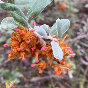 Grevillea floribunda at Bumbaldry, NSW - 17 Jul 2024