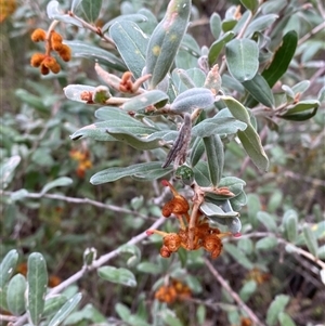 Grevillea floribunda at Bumbaldry, NSW - 17 Jul 2024 01:06 PM