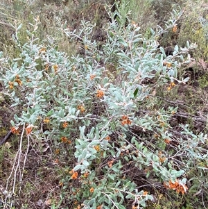 Grevillea floribunda at Bumbaldry, NSW - 17 Jul 2024 01:06 PM