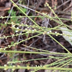 Choretrum candollei (White Sour Bush) at Bumbaldry, NSW - 17 Jul 2024 by Tapirlord