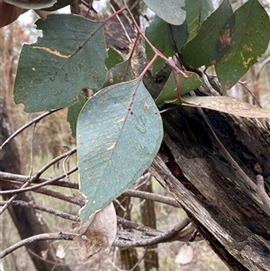 Eucalyptus dealbata at Bumbaldry, NSW - 17 Jul 2024 01:05 PM